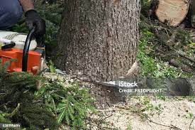 Best Lot and Land Clearing  in Springboro, OH
