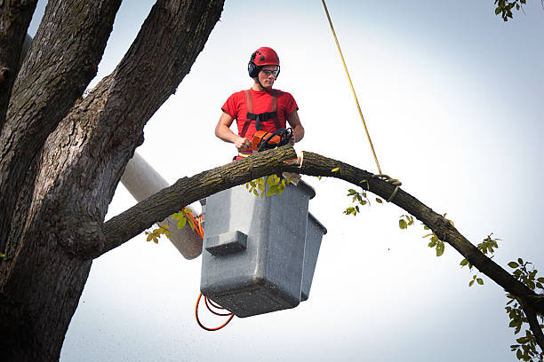 Best Stump Grinding and Removal  in Springboro, OH